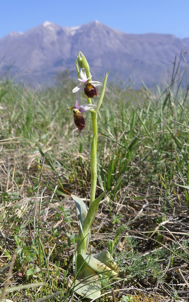 Ophrys crabronifera nellAbruzzo aquilano - aprile  2022.